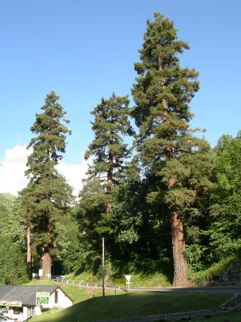 Séquoias sempervirens en vallée d'Ossau ©  Antonin Nicol