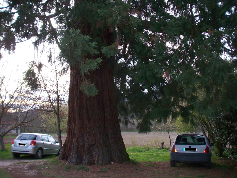 Séquoia géant à Penne d'Agenais © Elodie Durand