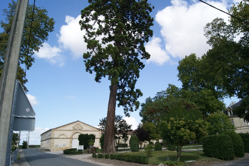 Séquoia géant au Château Pomys