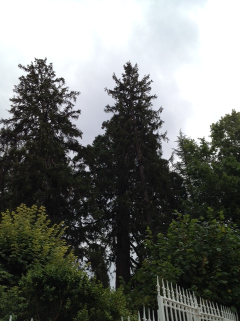 Séquoias géants à St Germain du Salembre