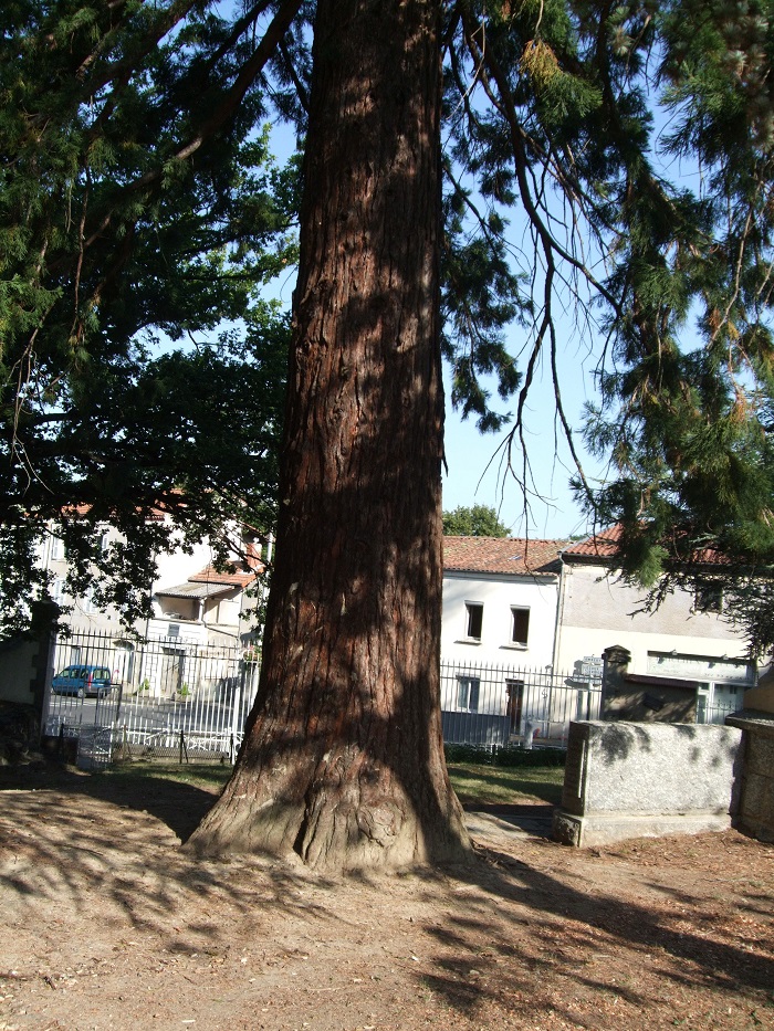 Séquoia géant à Billon