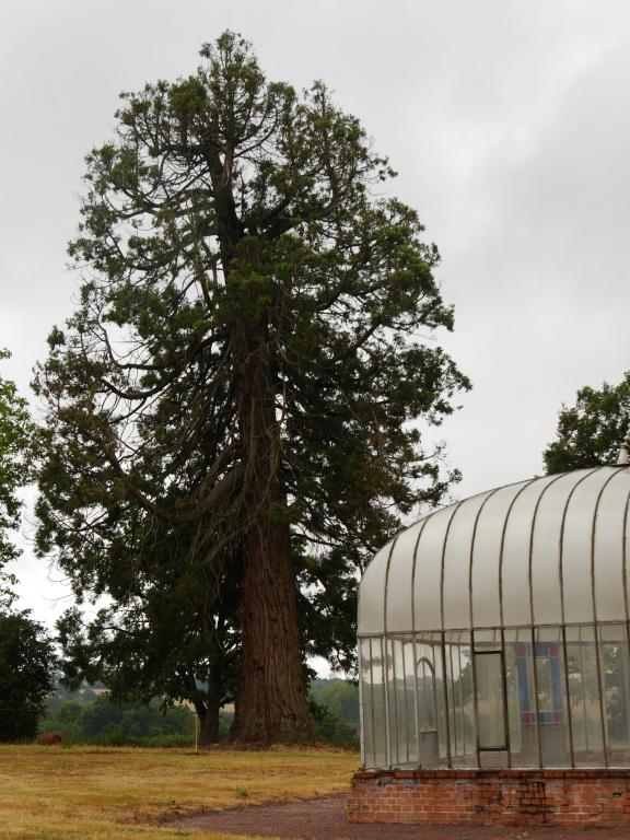 Séquoia géant à Cérilly