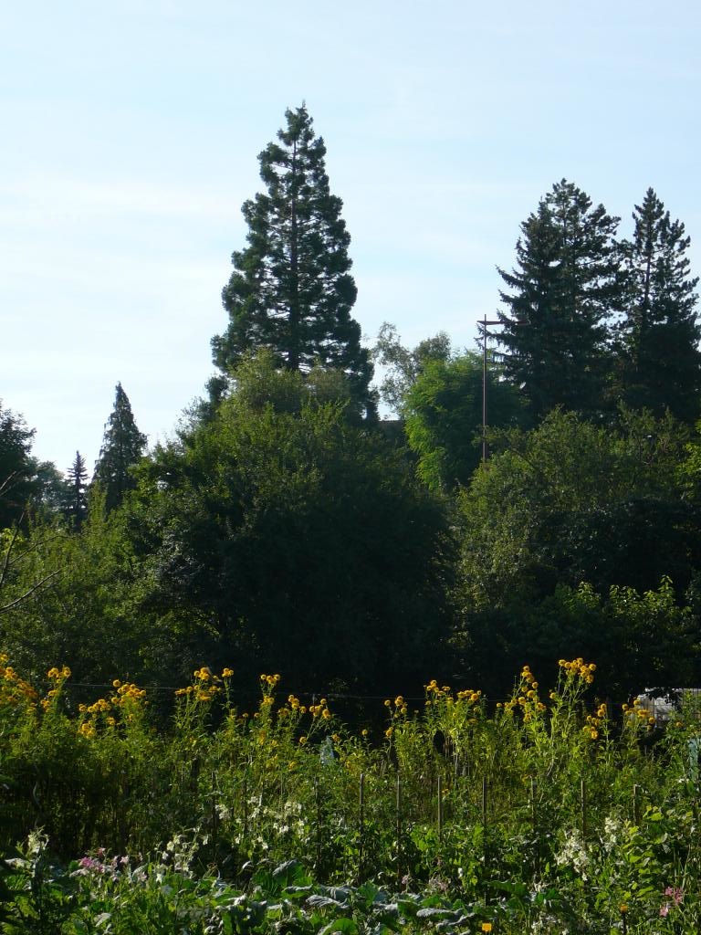 Séquoia géant à Langeac