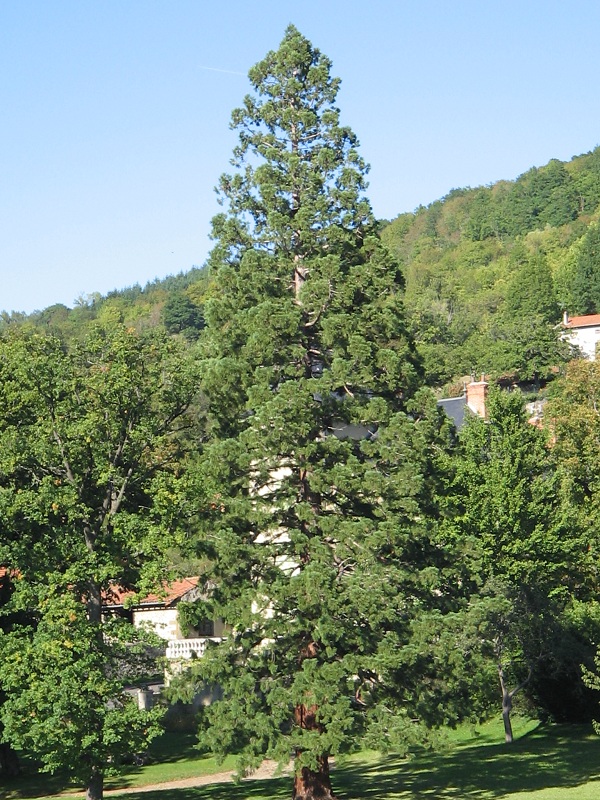 Séquoia géant à Le Monteil