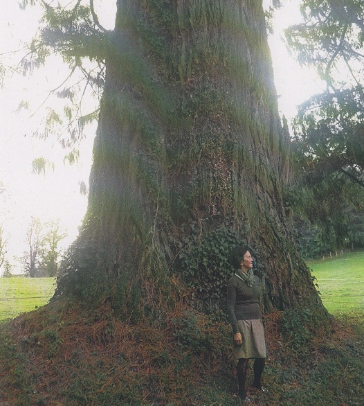 Séquoia géant à Marcolès