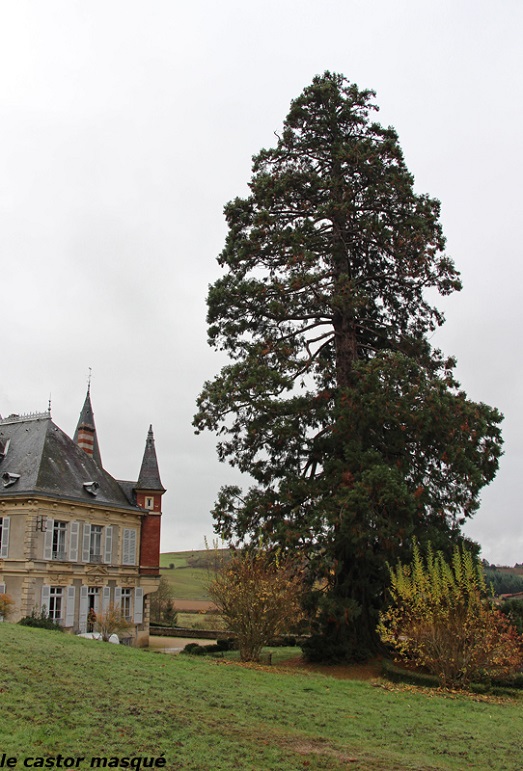 Séquoia géant à Monistrol sur Loire