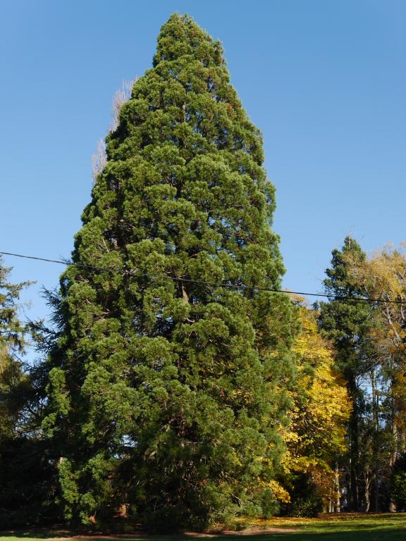 Séquoia géant à Yzeure