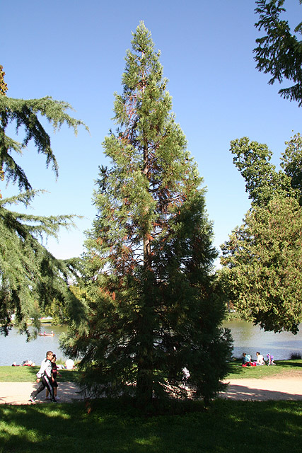 Séquoia géant prs du Lac Dausmenil ©Stéphane Sudré