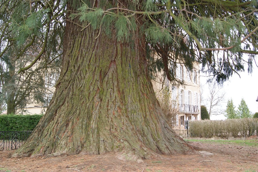 Séquoia géant de 8,95m de circonférence