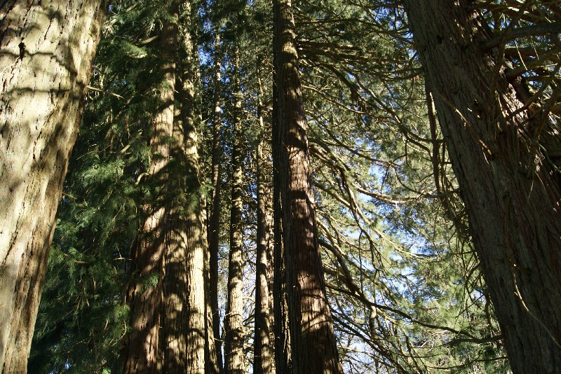 Séquoias géants dans le parc du Château de La Chaux