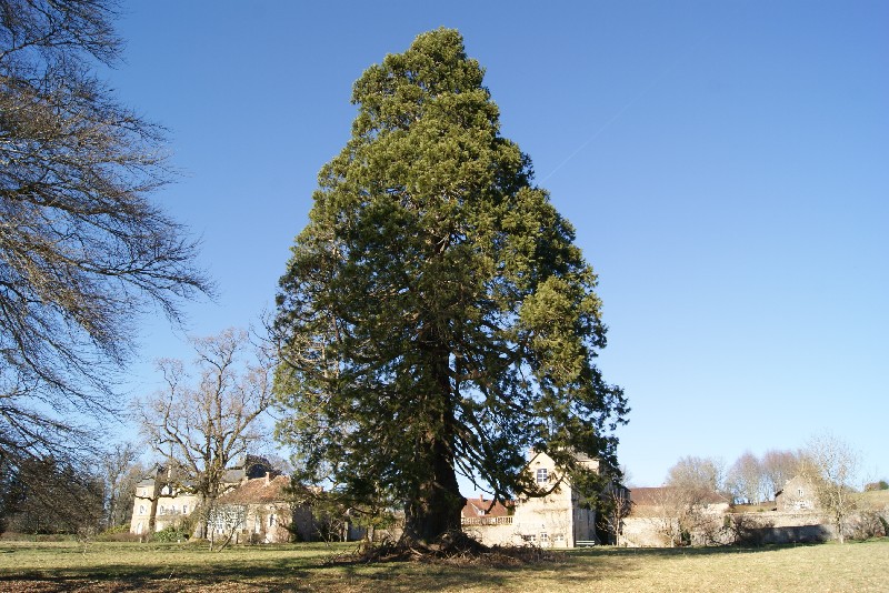 Séquoia géant au Château de La Chaux