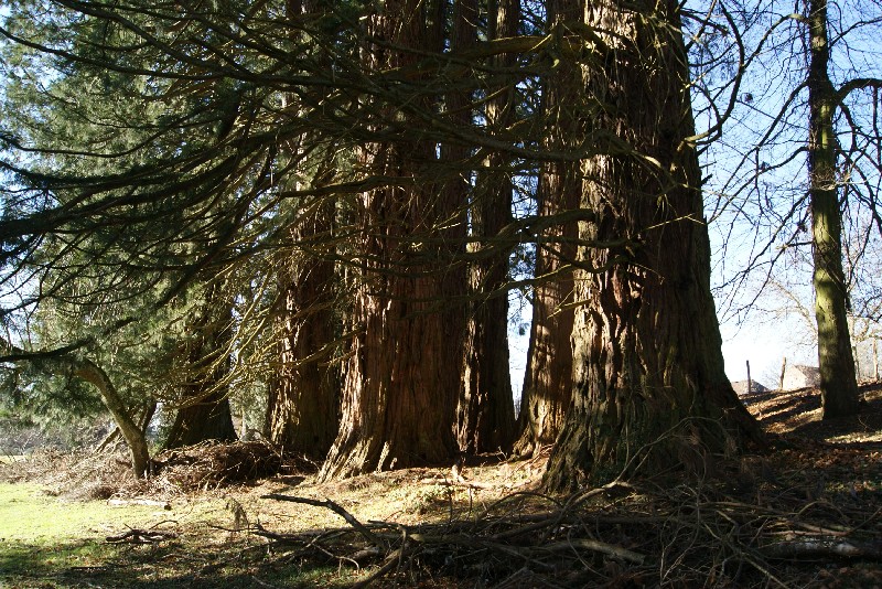 Séquoias géants à Alligny en Morvan
