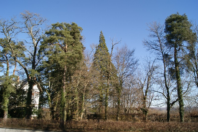 Séquoia géant à Arnay le Duc