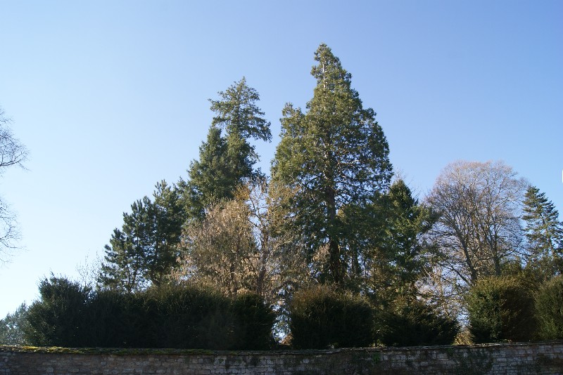 Séquoia géant à Arnay le Duc