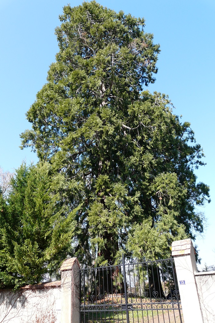 Séquoia géant à Autun