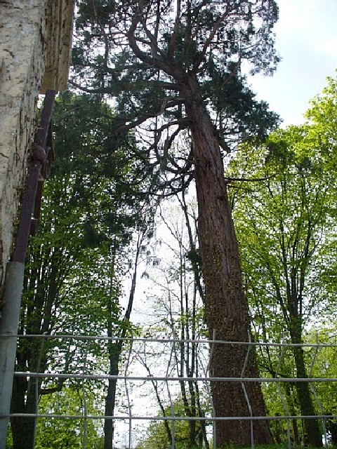 Séquoia géant à Avallon