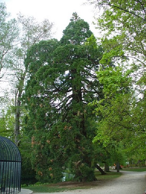 Séquoia géant parc de la Bouzaise