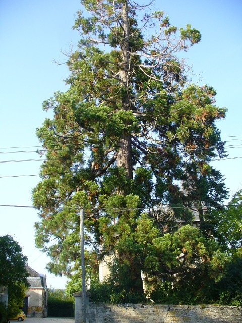 Séquoia géant à beaune parc de la Creusotte