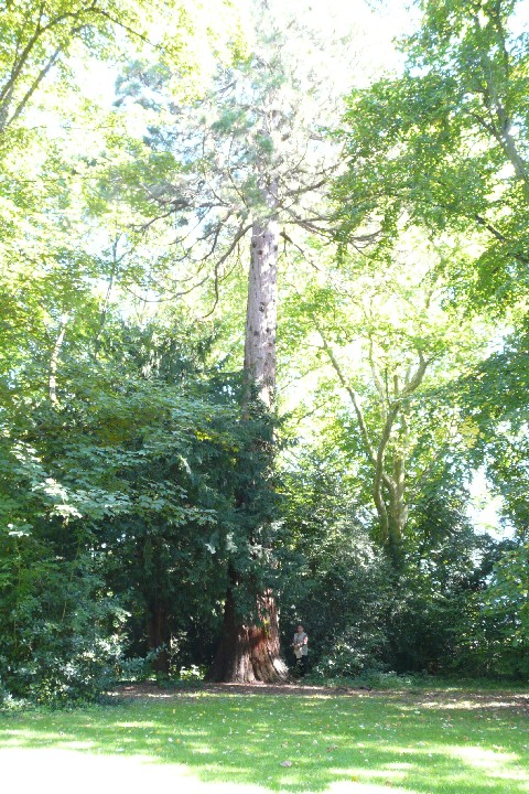 Séquoia géant à Brazey en Plaine