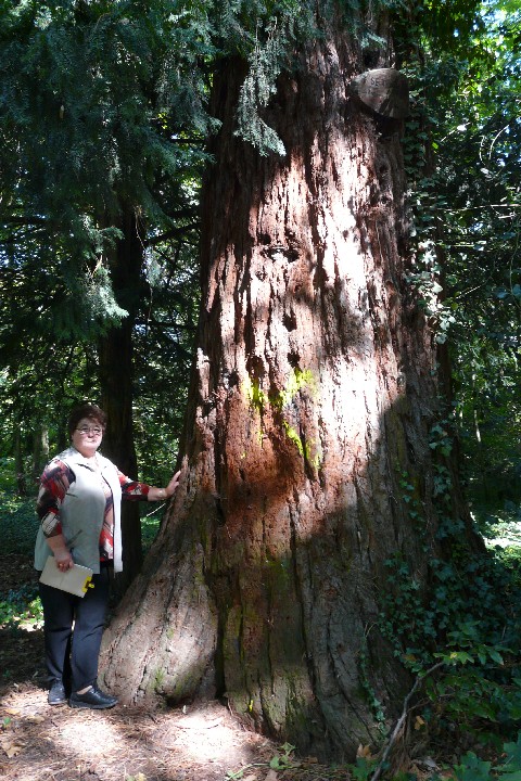 Séquoia géant au parc Magnin