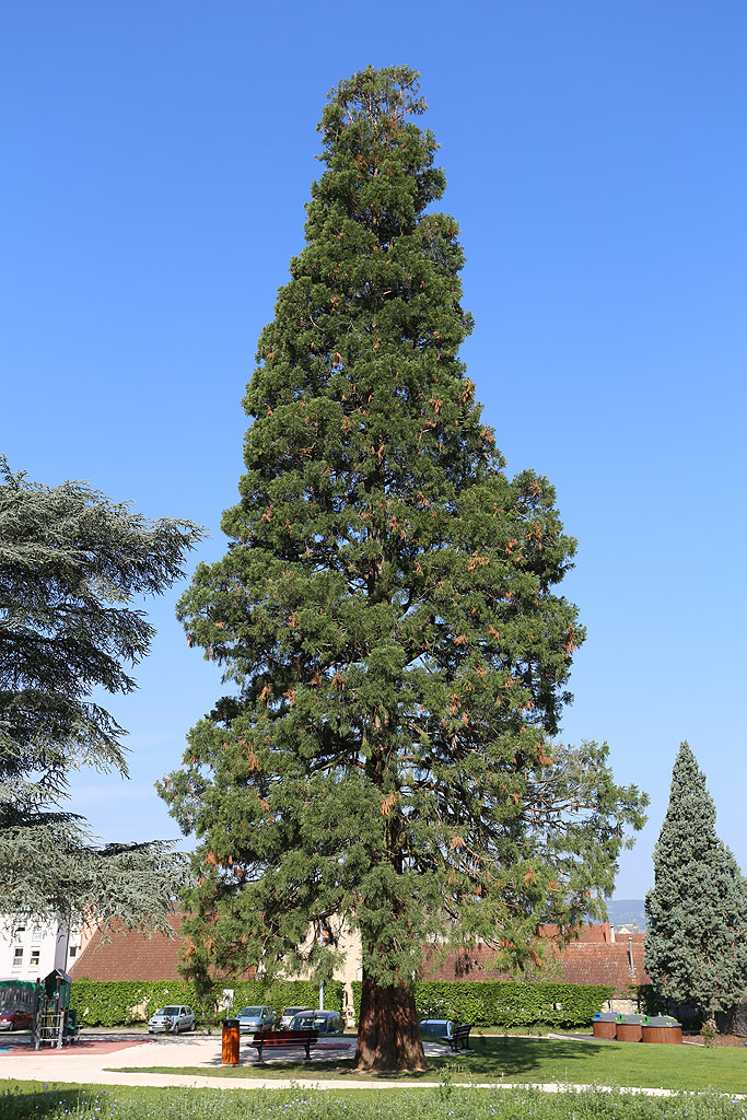 Séquoia géant à Chagny