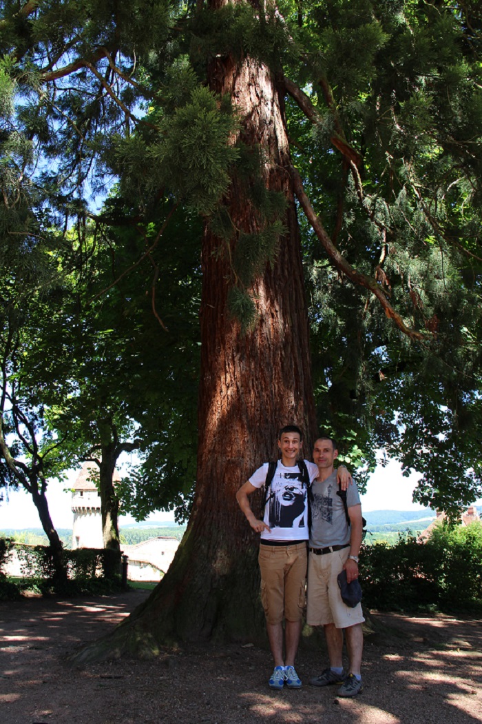 Séquoia géant à Cluny