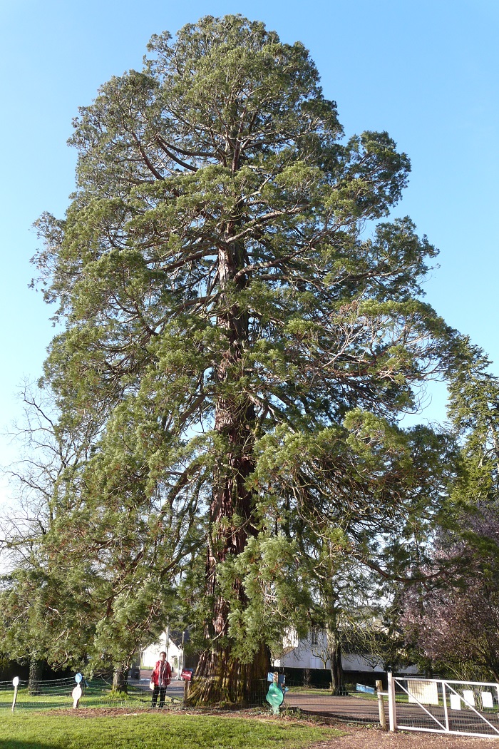 Séquoia géant à Corbigny