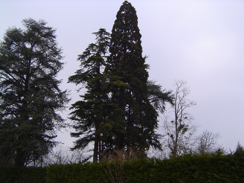 Séquoia géant à Cosne Cours sur Loire