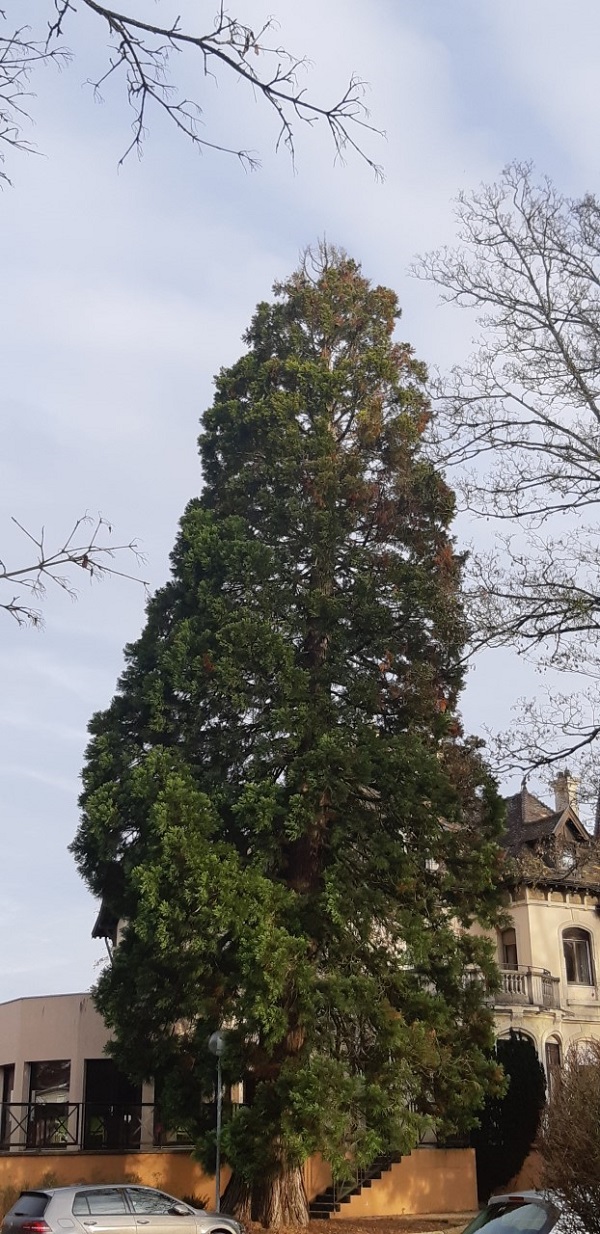Séquoia géant à Dijon