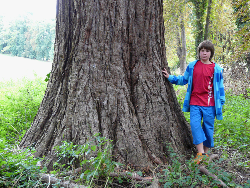 Séquoia géant de 5m10 de circonférence © Marc Meyer