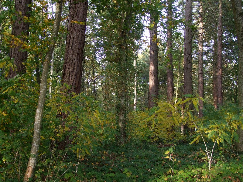 Une dense végétation de sous-bois entoure nos séquoias © Charles Jaffelin