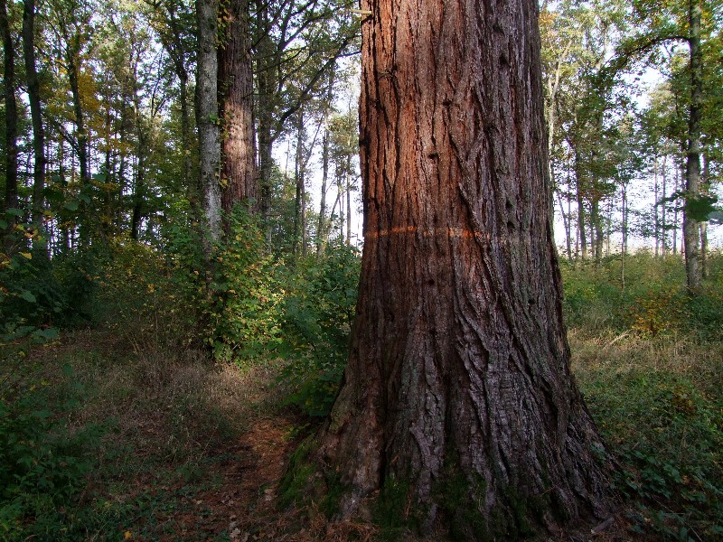 Certains des séquoias de Chassagne ont un beau gabarit © Charles Jaffelin