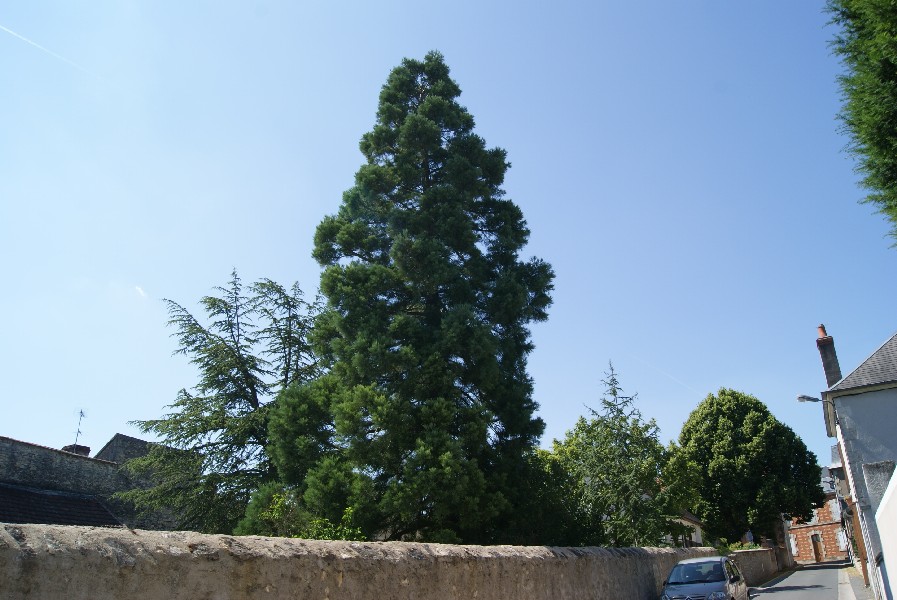 Séquoia géant à La Charité sur Loire