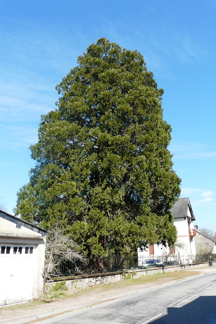 Séquoia géant à Laizy