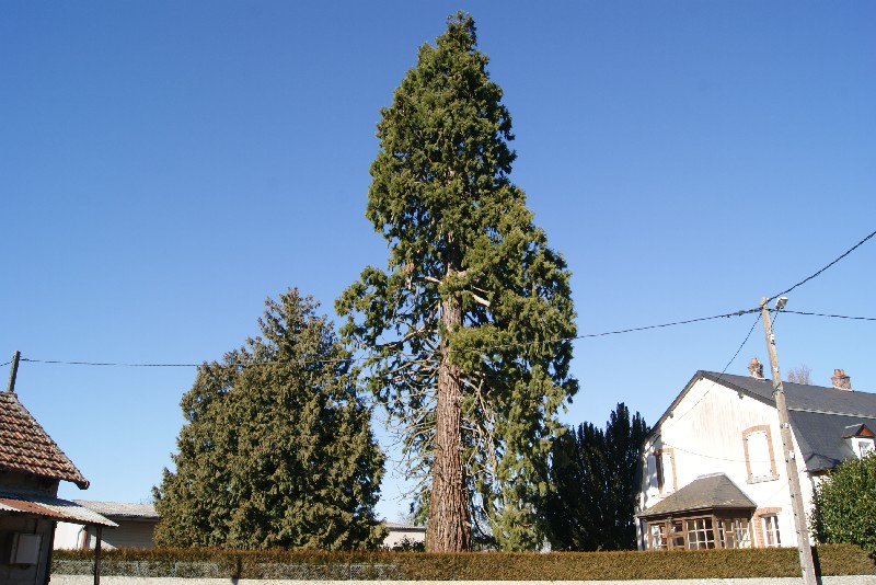 Séquoia géant à Liernais route de la Guette