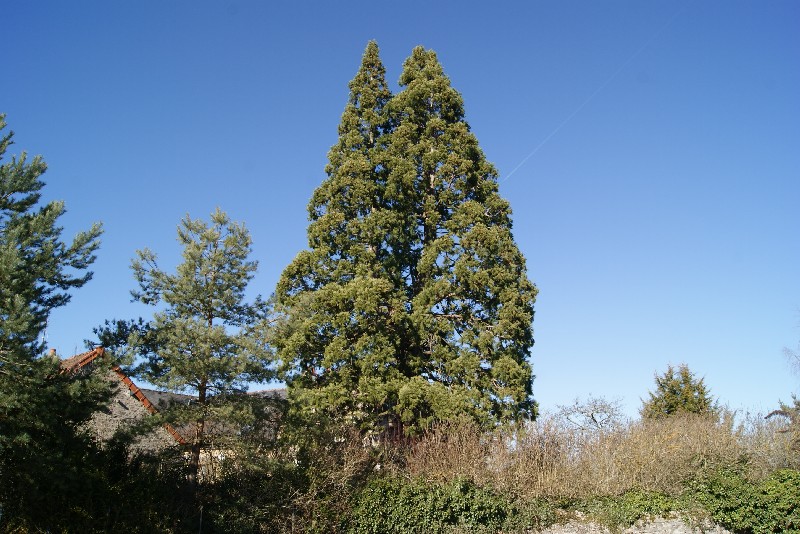 Séquoia géant à Liernais rue Rateau