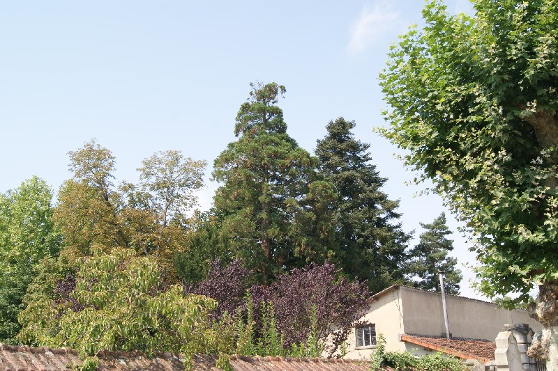 Séquoia géant à Louhans Châteaurenaud