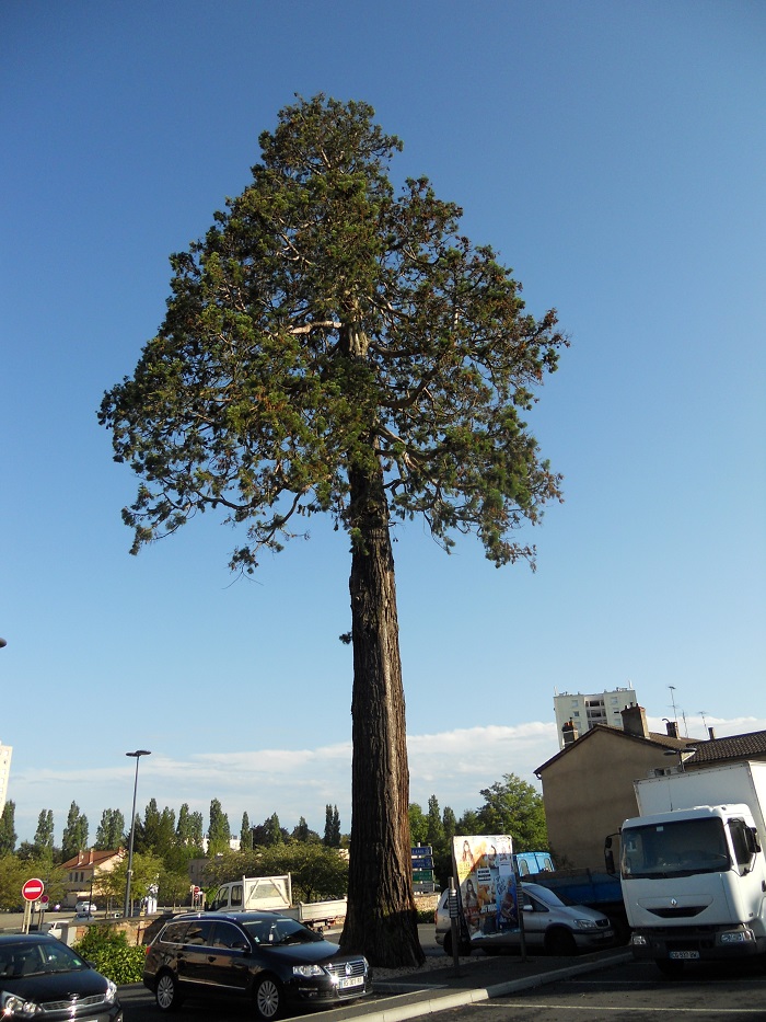 Séquoia géant à Macon