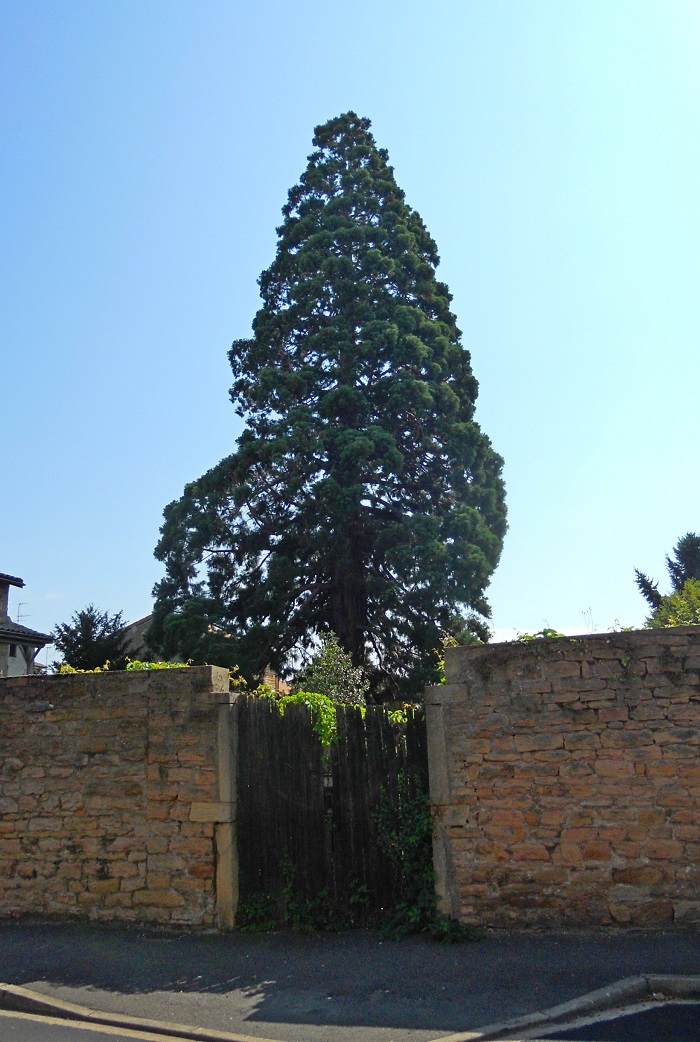 Séquoia géant à Mâcon