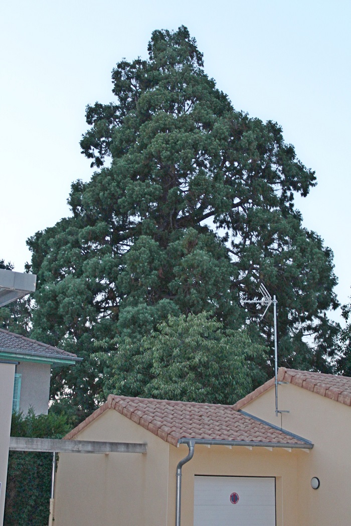Séquoia géant à Mâcon