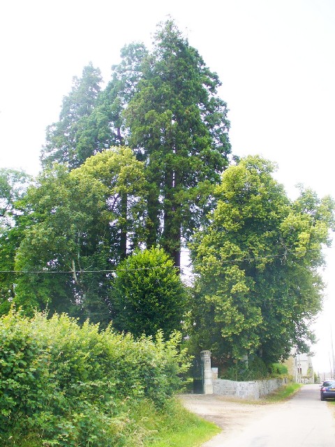 Séquoias géants à Marigny l'église