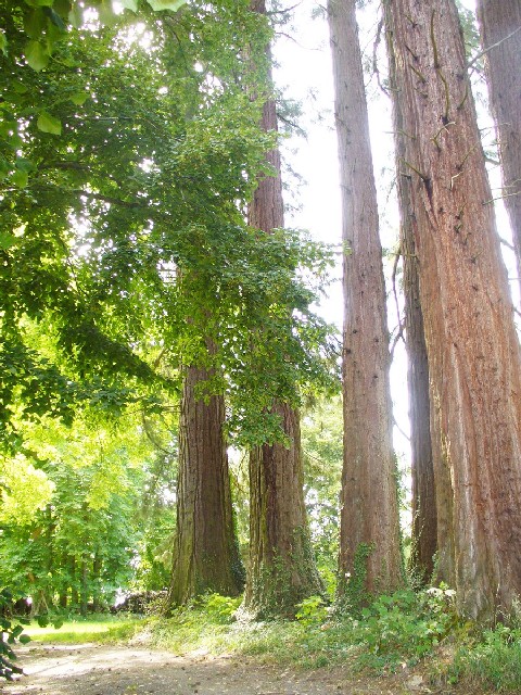 Groupe de séquoias géants