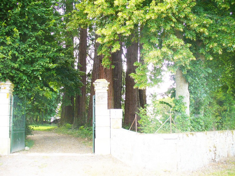 7 séquoias géants à Marigny l'église