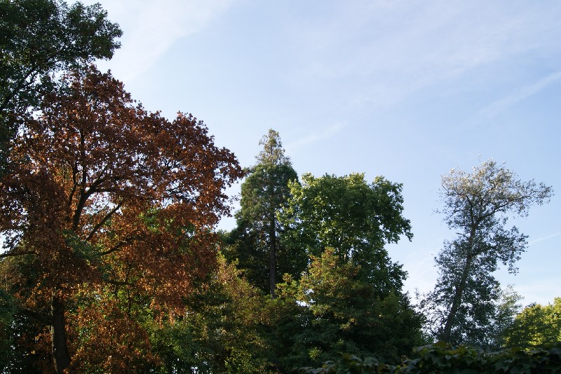Séquoia géant à Marigny lès Reullée