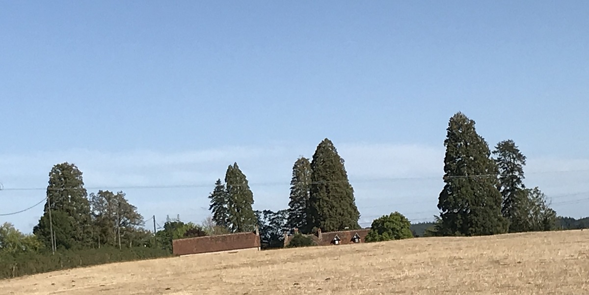 Séquoias géants