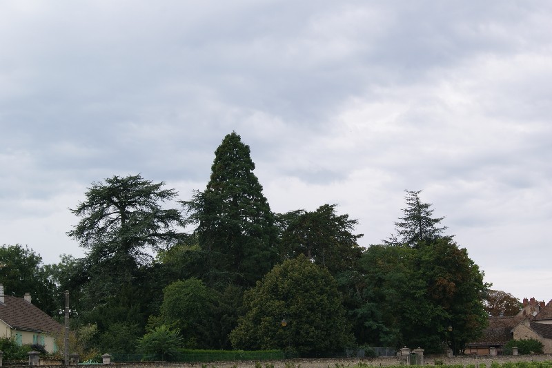 Séquoia géant à Meursault