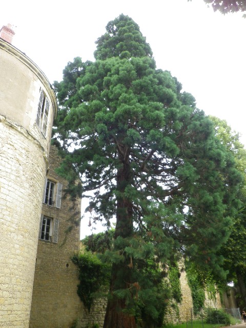Séquoia géant à Nevers