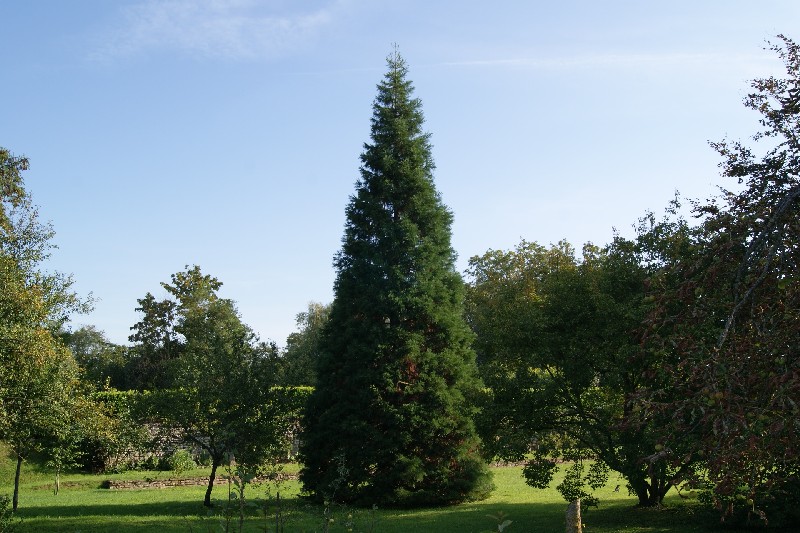 Séquoia géant à Pouilly sur Saône
