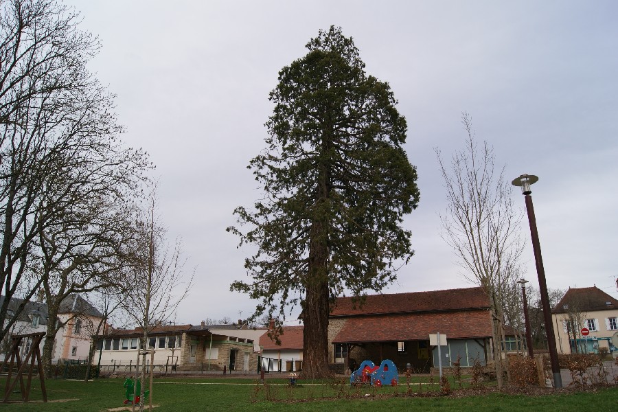 Séquoia géant à Précy sous Thil