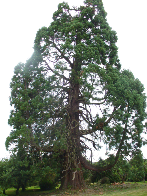Séquoia géant à Quarré-les-Tombes